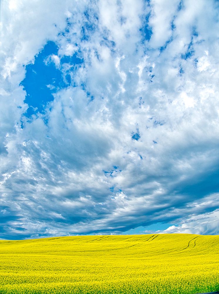 USA-Washington State-Palouse Region Spring canola field with contours and Clouds art print by Terry Eggers for $57.95 CAD