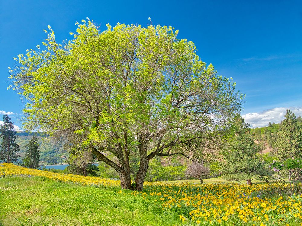 USA, Washington State. Lone oak tree in wildflowers art print by Terry Eggers for $57.95 CAD