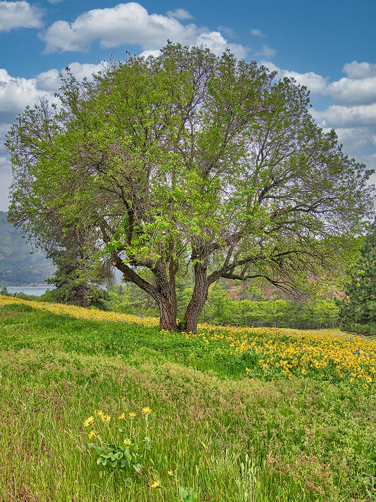 USA, Washington State. Lone oak tree in wildflowers art print by Terry Eggers for $57.95 CAD