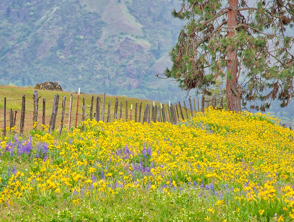 USA, Washington State. Large fir tree and fence line with wildflowers spring art print by Terry Eggers for $57.95 CAD