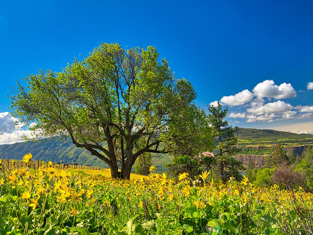 USA, Washington State. Lone oak tree in wildflowers art print by Terry Eggers for $57.95 CAD