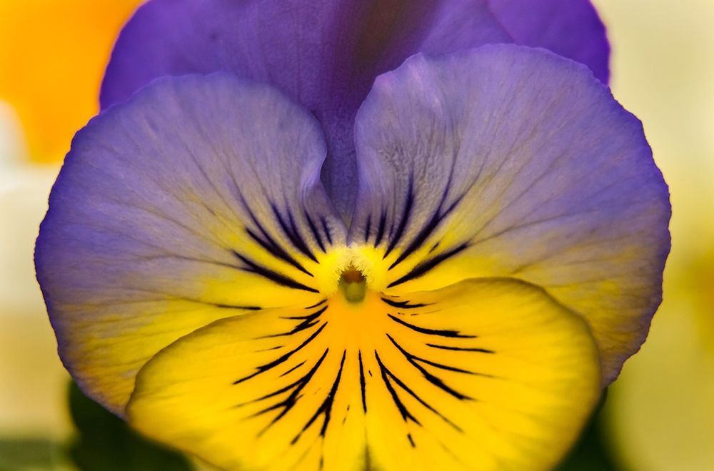 Blue yellow Garden Pansy Blooming macro-Bellevue-Washington State Cold Weather flowers art print by William Perry for $57.95 CAD