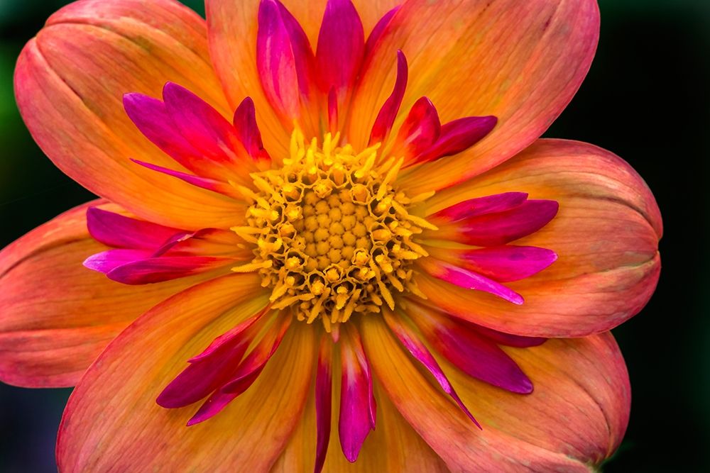 Orange pink Collarette Dahlia Blooming Dahlia named Kelsey Annie Joy art print by William Perry for $57.95 CAD