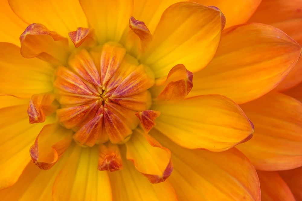 Orange yellow Waterlily Many Petals Dahlia Blooming art print by William Perry for $57.95 CAD