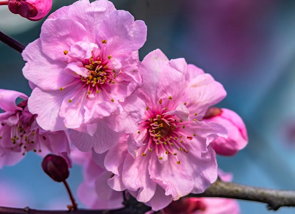 Pink peach flowering fruit tree-Bellevue-Washington State art print by William Perry for $57.95 CAD