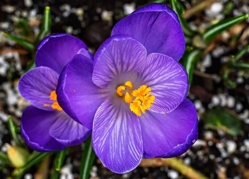 Crocus blooming-Bellevue-Washington State First flower of spring art print by William Perry for $57.95 CAD