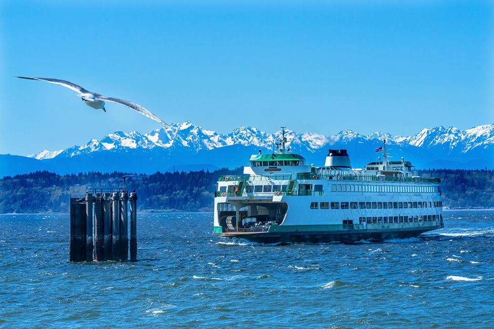 Seagull and Washington State Ferry-Olympic Mountains-Edmonds-Washington State art print by William Perry for $57.95 CAD