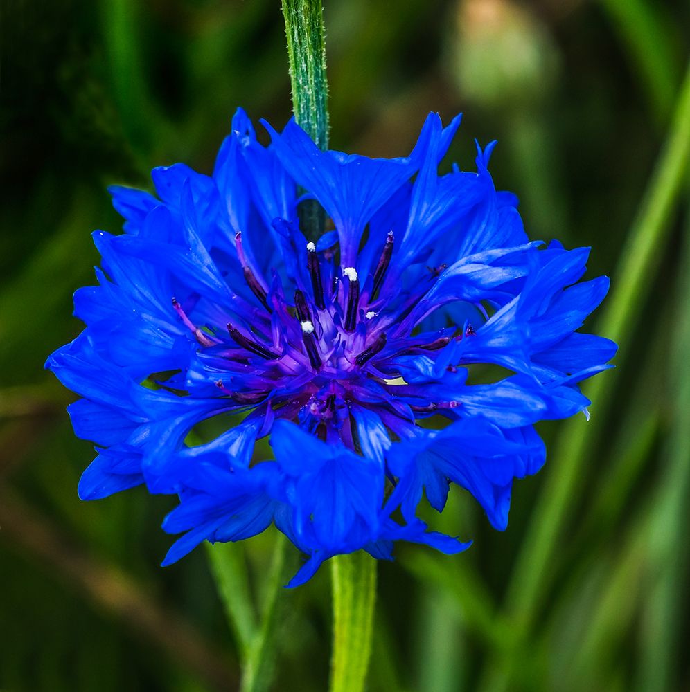 Colorful blue Bachelors Button Cornflower blooming-Native to Europe now all over the World art print by William Perry for $57.95 CAD