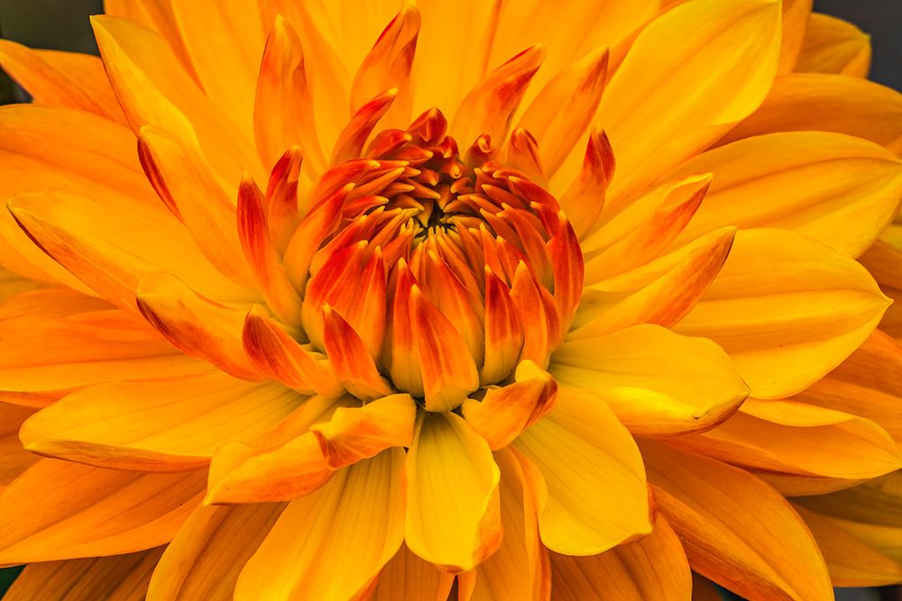 Yellow-orange dahlia blooming macro art print by William Perry for $57.95 CAD