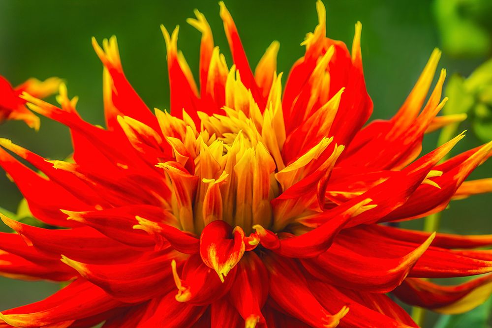 Red yellow orange dinnerplate dahlia blooming-Dahlia named Show N Tell art print by William Perry for $57.95 CAD