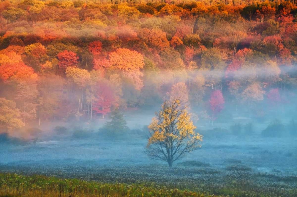 WV, Davis Mist and forest in autumn color art print by Jay OBrien for $57.95 CAD