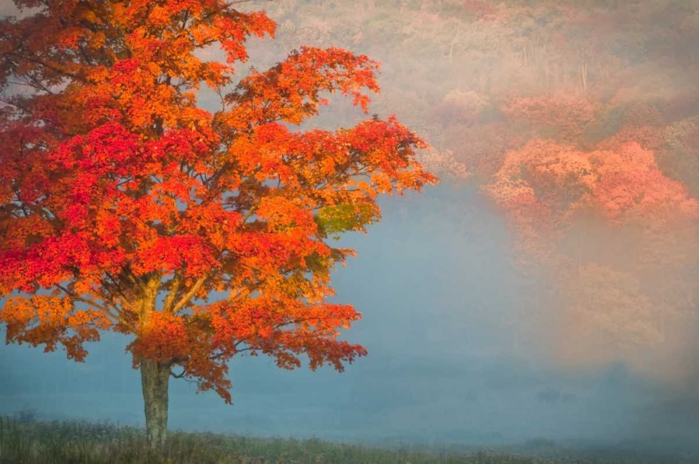 WV, Davis Mist and forest in autumn color art print by Jay OBrien for $57.95 CAD