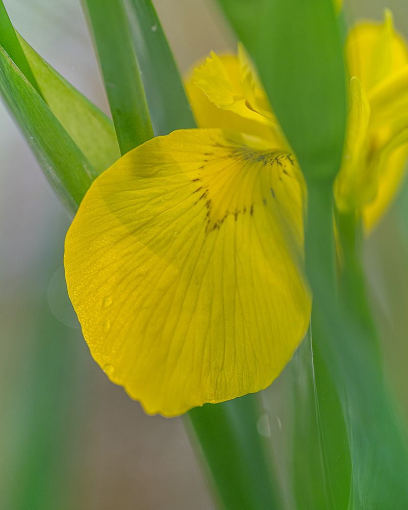 USA-West Virginia-New River Gorge National Park Close-up of yellow iris flower art print by Jaynes Gallery for $57.95 CAD