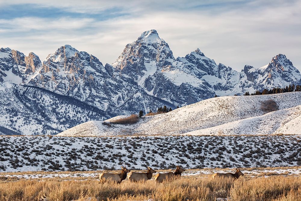 Wyoming, Grand Teton NP, Jackson. View of elk browsing through sagebrush with Grand Teton behind art print by Ann Collins for $57.95 CAD