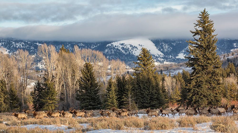 Wyoming, Grand Teton NP, Jackson. Panoramic view of elk traveling near the Gros Ventre River art print by Ann Collins for $57.95 CAD