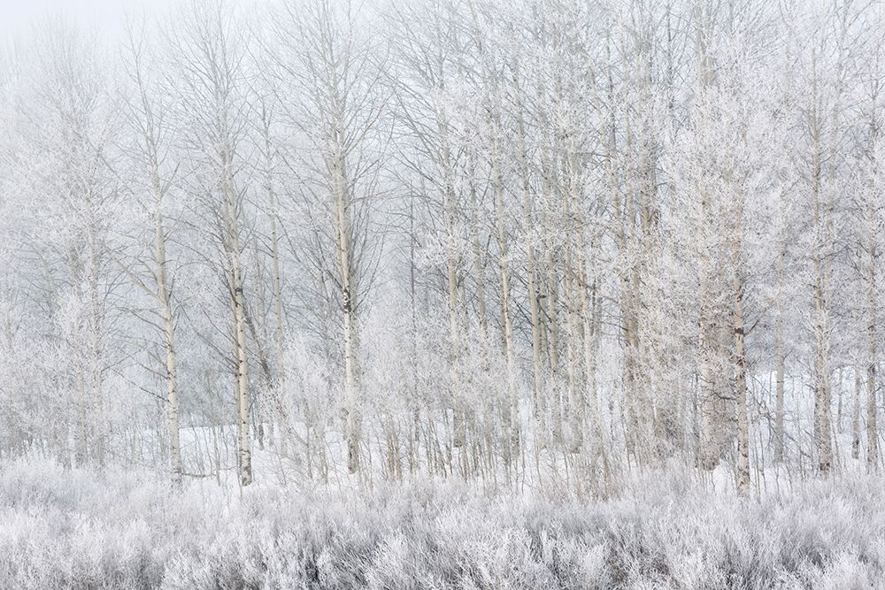Wyoming, Jackson. Grand Teton NP, Lacy ice covers aspen trees and plants at foggy Oxbow Bend art print by Ann Collins for $57.95 CAD