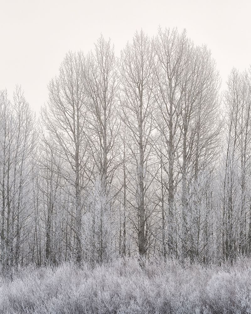Wyoming, Jackson. Grand Teton NP, Icy aspen trees and plants on a foggy morning at Oxbow Bend art print by Ann Collins for $57.95 CAD