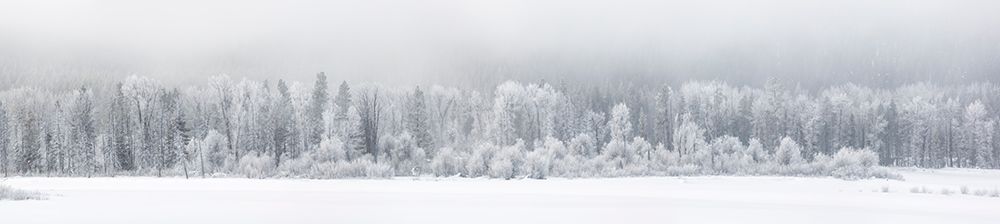 Wyoming, Jackson. Grand Teton NP, Panoramic of frost-covered trees on a foggy morning at Oxbow Bend art print by Ann Collins for $57.95 CAD
