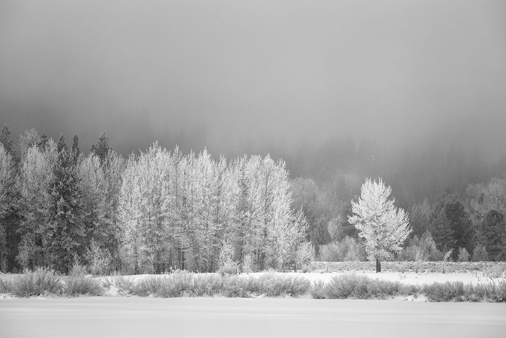 Wyoming, Jackson. Grand Teton NP, Frost-covered aspen trees create a lacy look at Oxbow Bend art print by Ann Collins for $57.95 CAD