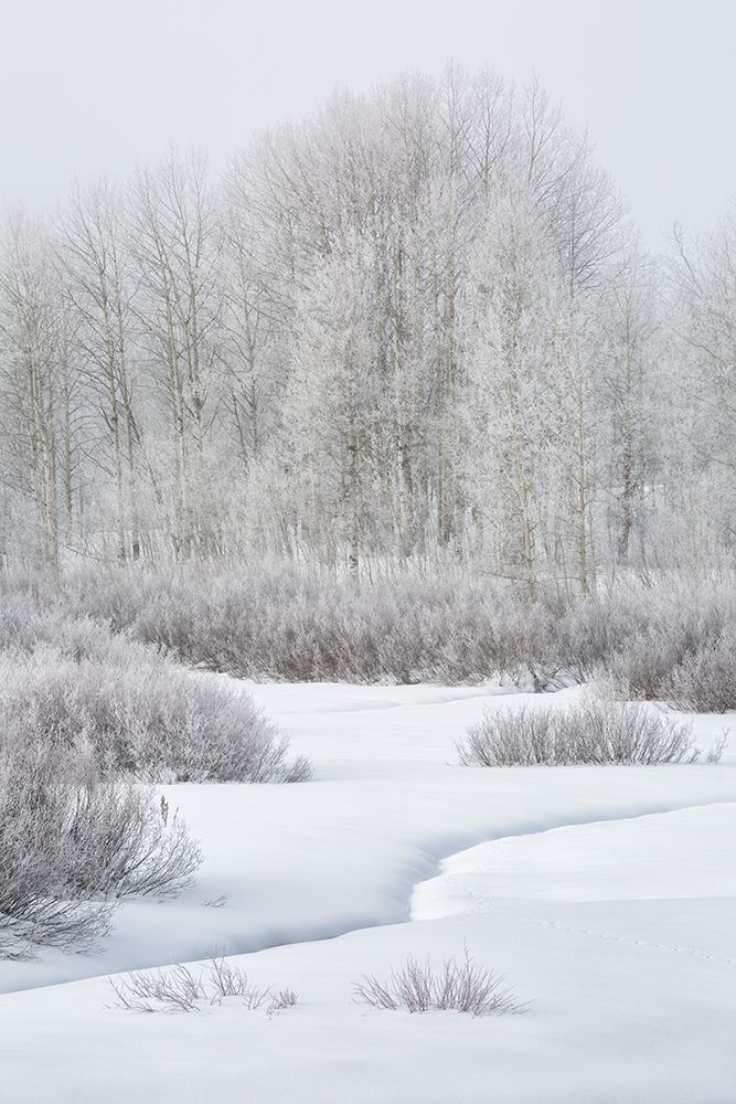 Wyoming, Grand Teton NP, Jackson. Fog, snow, and frosty aspen trees at Oxbow Bend art print by Ann Collins for $57.95 CAD