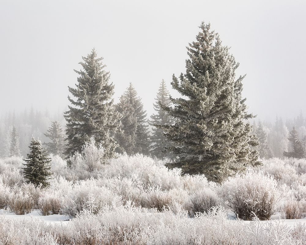 Wyoming, Grand Teton NP, Jackson. Sunlight breaks through fog, reveals frosty trees on a winter day art print by Ann Collins for $57.95 CAD