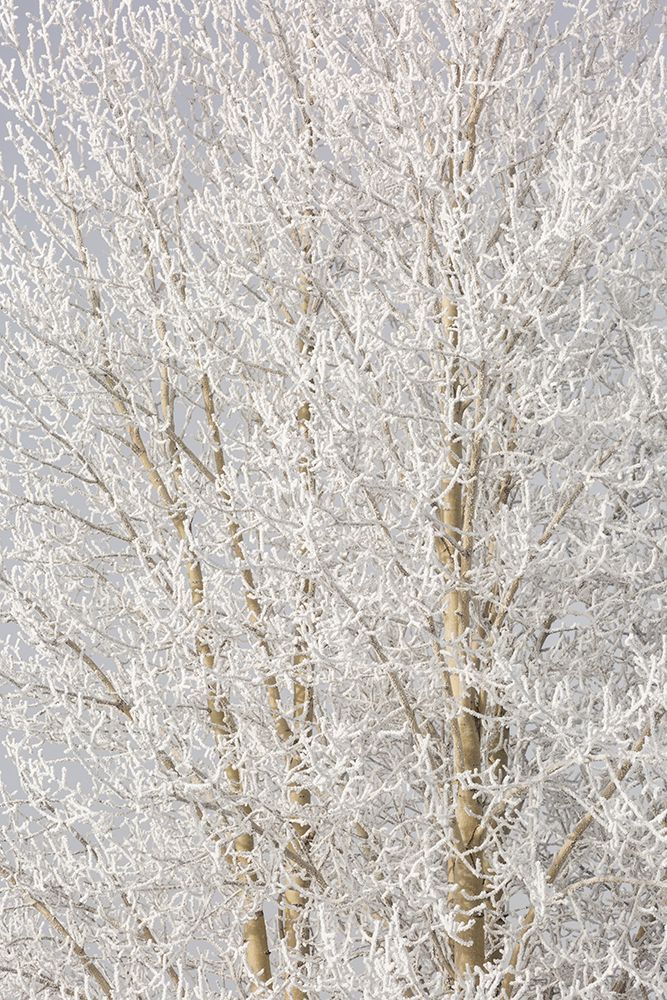 Wyoming, Grand Teton NP, Jackson. Frost-covered aspen tree branches reveal a lacy look in nature art print by Ann Collins for $57.95 CAD
