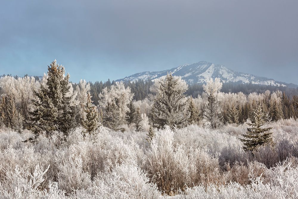 Wyoming, Grand Teton NP, Jackson. Mountain emerges from fog amidst frost-covered plants and trees art print by Ann Collins for $57.95 CAD