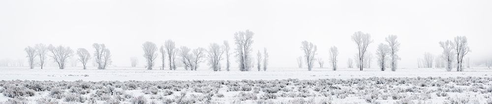 Wyoming, Jackson. Grand Teton NP. Fog and frost-covered cottonwood trees along Antelope Flats Road art print by Ann Collins for $57.95 CAD