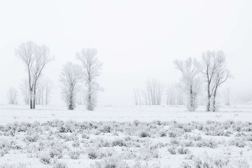 Wyoming, Jackson. Grand Teton NP, Fog and frost-covered cottonwood trees along Antelope Flats Road art print by Ann Collins for $57.95 CAD