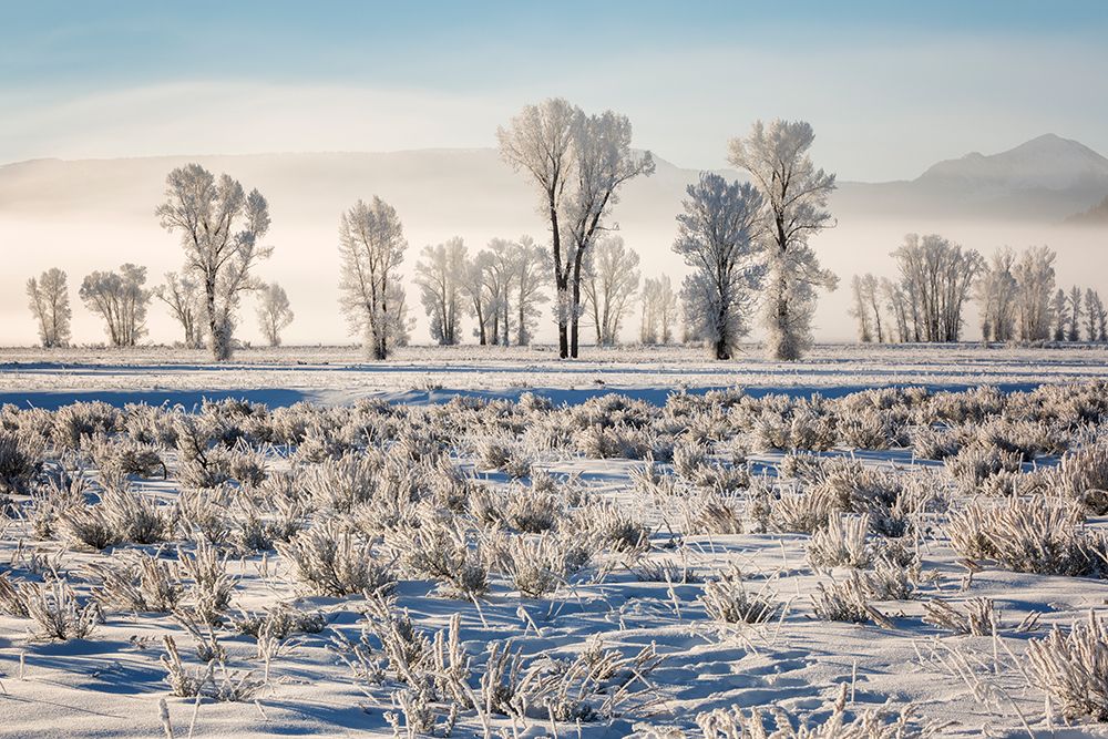 Wyoming, Jackson. Grand Teton NP, Sun on frosty cottonwood trees, foggy morning, Antelope Flats Rd art print by Ann Collins for $57.95 CAD