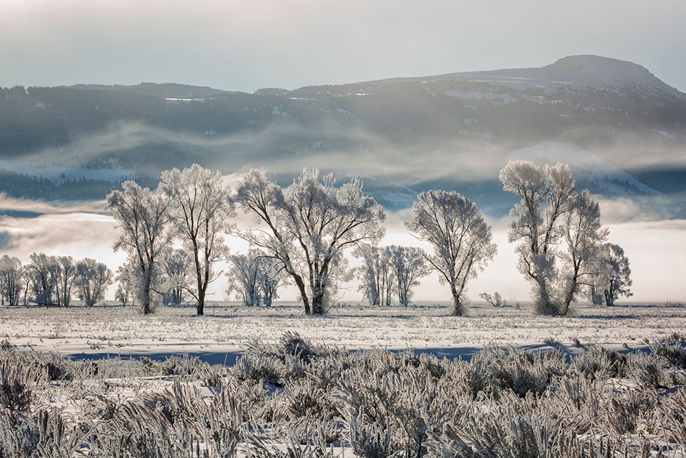 Wyoming, Jackson. Grand Teton NP, Fog, sunlight, sagebrush, and cottonwoods along Antelope Flats Rd art print by Ann Collins for $57.95 CAD