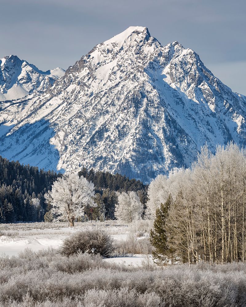 Wyoming, Jackson. Grand Teton NP, Frost-covered trees and plants below Mount Woodring at Oxbow Bend art print by Ann Collins for $57.95 CAD