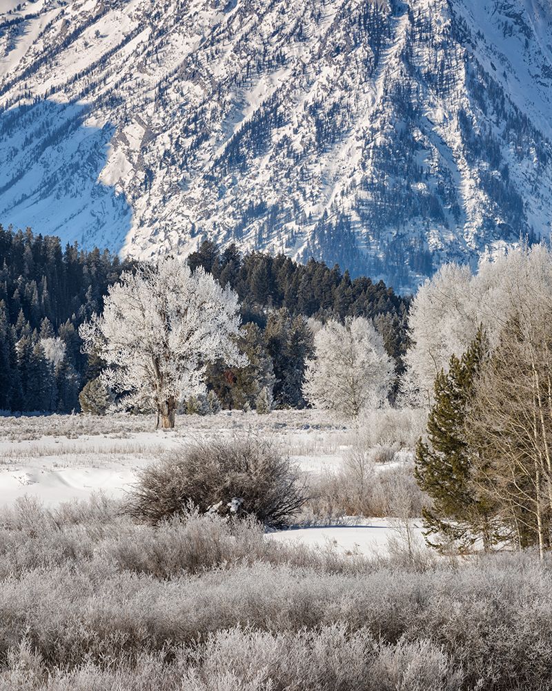 Wyoming, Jackson. Grand Teton NP, Frost-laden trees and plants below Mount Woodring at Oxbow Bend art print by Ann Collins for $57.95 CAD