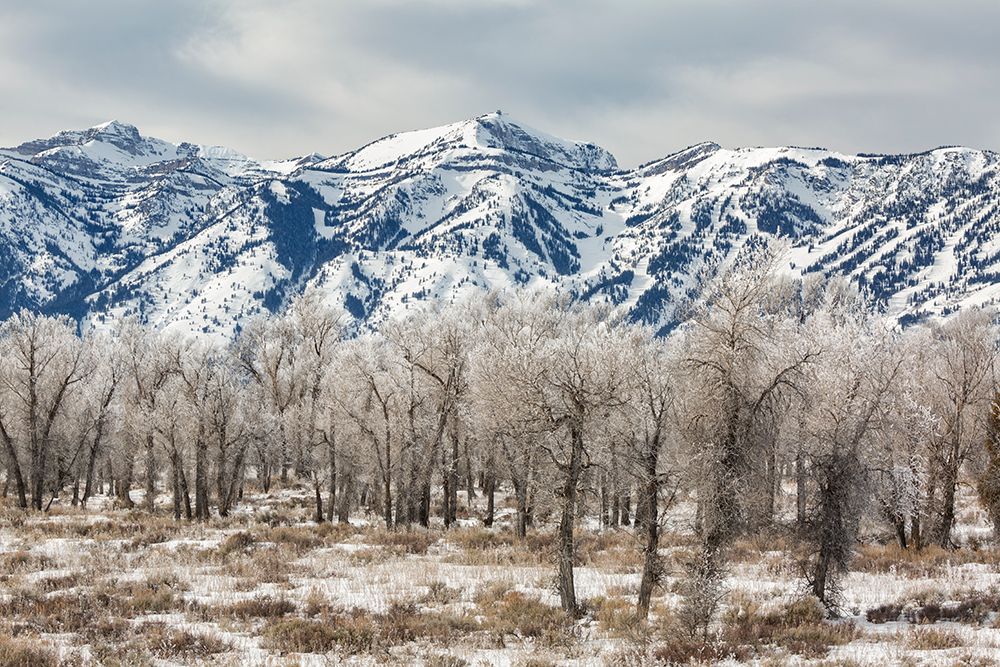Wyoming, Jackson. Teton Village, Ski runs at the Jackson Hole Mountain Resort and cottonwood trees art print by Ann Collins for $57.95 CAD