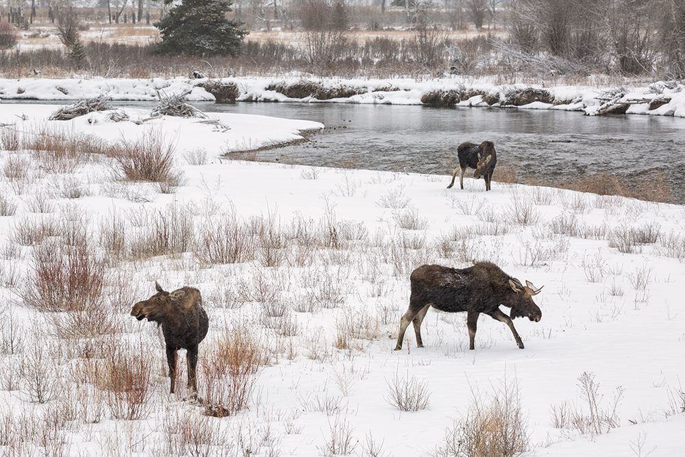 Wyoming, Jackson. Grand Teton NP, Three moose browse beside the Gros Ventre River as snow falls art print by Ann Collins for $57.95 CAD