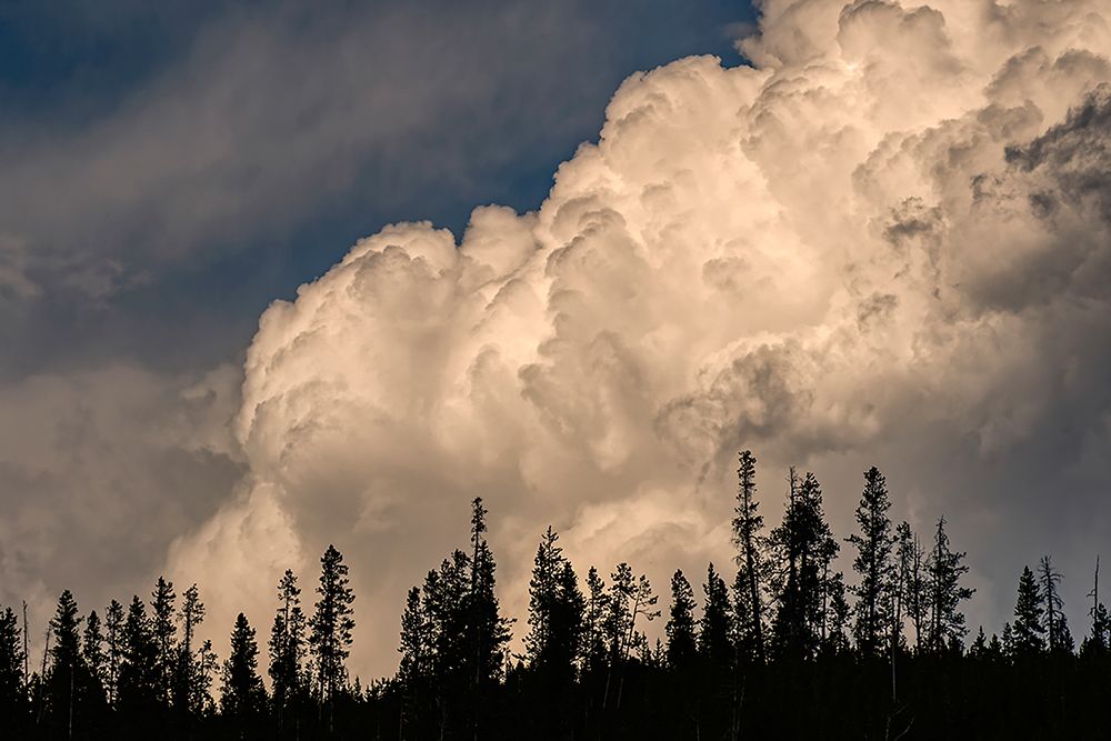 Trees silhouetted against cumulus cloud-Yellowstone National Park-Wyoming art print by Adam Jones for $57.95 CAD