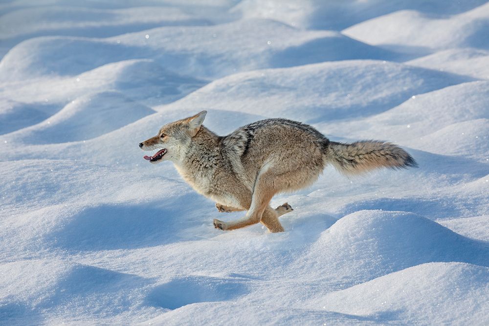 Coyote running through fresh snow-Yellowstone National Park-Wyoming art print by Adam Jones for $57.95 CAD
