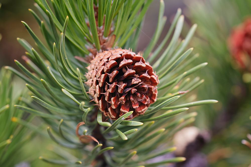Lodgepole pine and pine cone-Yellowstone National Park-Wyoming art print by Adam Jones for $57.95 CAD