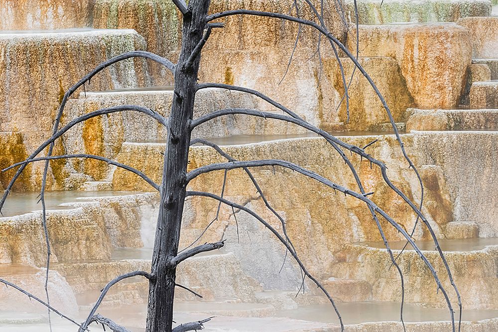 Dead tree and colorful terrace-Canary Spring-Mammoth Hot Springs-Yellowstone National Park-Wyoming art print by Adam Jones for $57.95 CAD