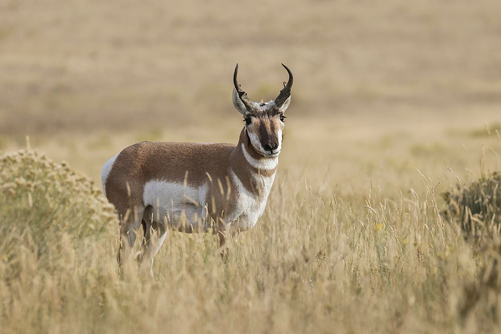 Adult male pronghorn-Yellowstone National Park-Wyoming art print by Adam Jones for $57.95 CAD