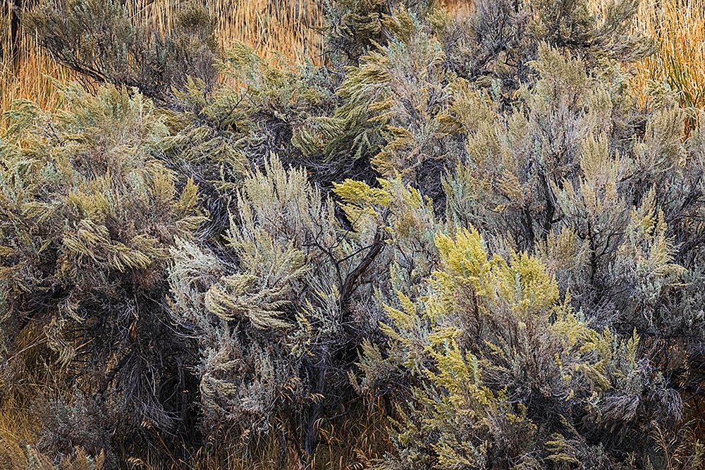Mountain big sagebrush-Yellowstone National Park-Wyoming art print by Adam Jones for $57.95 CAD