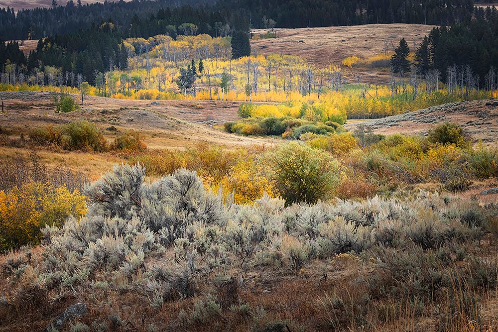 Scenic landscape view of Lamar Valley with aspen trees and sagebrush-Yellowstone National Park art print by Adam Jones for $57.95 CAD