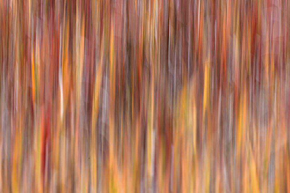 Motion effect on autumn vegetation-Yellowstone National Park-Wyoming art print by Adam Jones for $57.95 CAD
