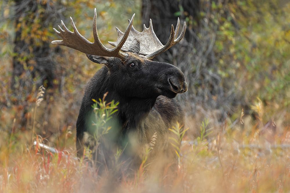 Bull moose-Grand Teton National Park-Wyoming art print by Adam Jones for $57.95 CAD