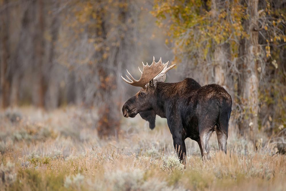 Bull moose-Grand Teton National Park-Wyoming art print by Adam Jones for $57.95 CAD