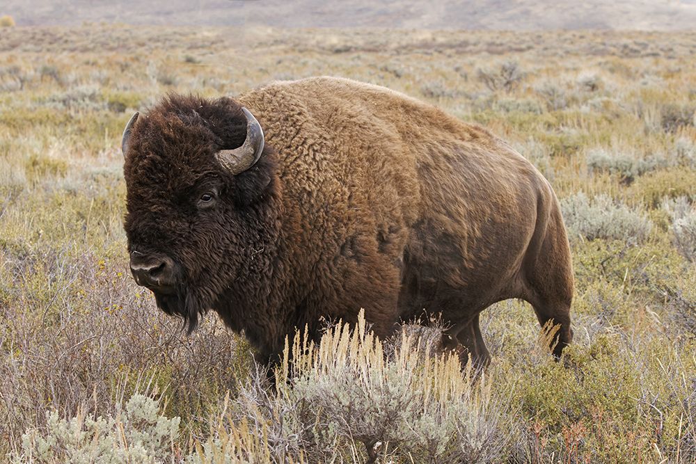American Bison in sagebrush meadow Grand Teton National Park art print by Adam Jones for $57.95 CAD
