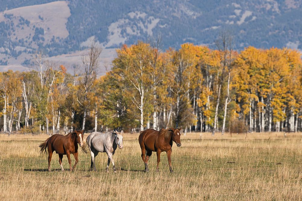 Horses just outside-Grand Teton National Park-Wyoming art print by Adam Jones for $57.95 CAD