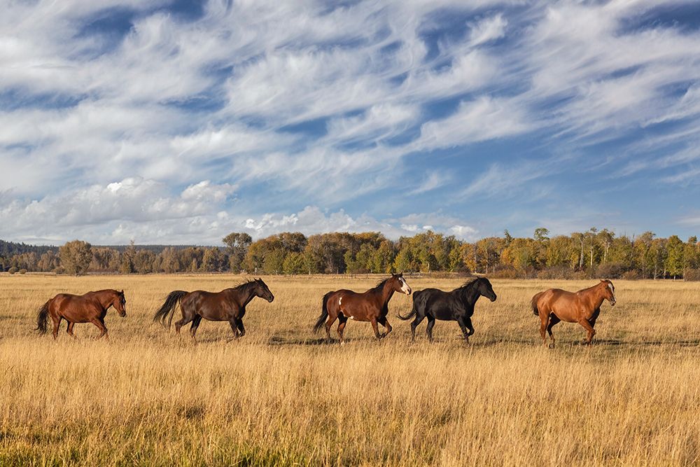 Horses just outside-Grand Teton National Park-Wyoming art print by Adam Jones for $57.95 CAD