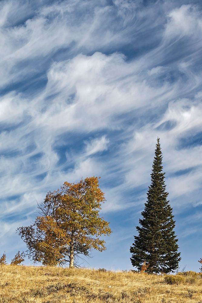 Two trees on ridge and cloud formation-Grand Teton National Park-Wyoming art print by Adam Jones for $57.95 CAD
