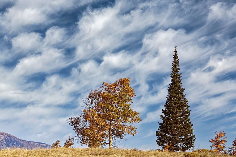 Two trees on ridge and cloud formation-Grand Teton National Park-Wyoming art print by Adam Jones for $57.95 CAD